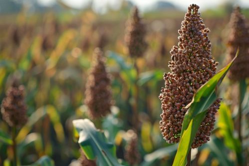 秋收時節的高粱 金黃如火，豐收的希望