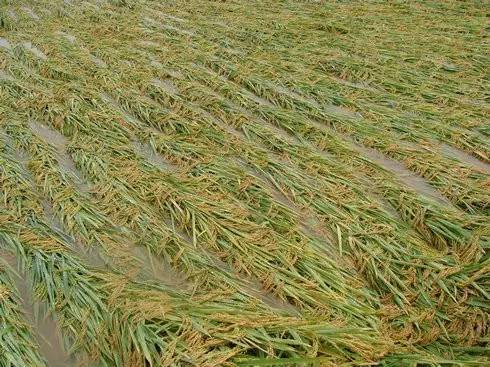 天鴿臺風后農作物災后應對措施 柑橘、玉米、水稻、火龍果及蔬菜應急指南