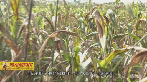 茂名農作物枯萎發黃現象調查與村民關切