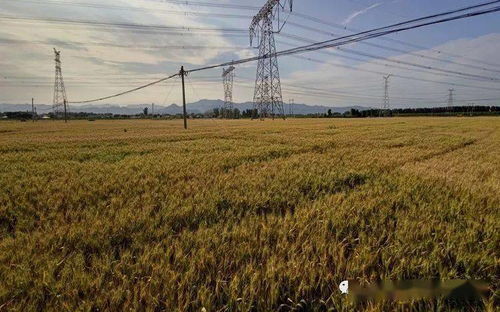 我國農作物良種覆蓋率超96%，自主選育品種面積占比超95%，水果種植業蓬勃發展