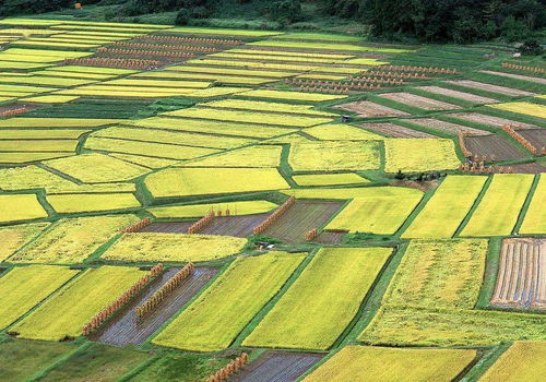 新人心語 | 以作物為導向分析市場，以客戶為中心推進營銷
