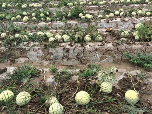 農(nóng)作物重茬原因及防治措施——水果種植中的關(guān)鍵要點(diǎn)