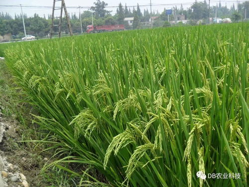 國家農(nóng)作物品種審定委員會(huì)主要農(nóng)作物品種審定標(biāo)準(zhǔn)修改解讀及其對(duì)水果種植的影響