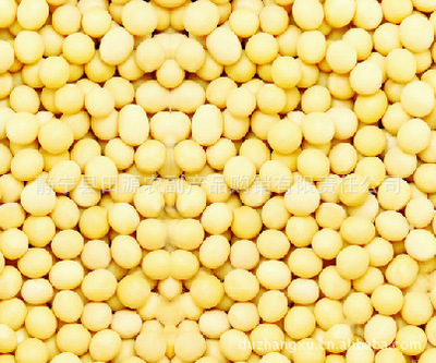 批發(fā)精選大豆 無污染、營(yíng)養(yǎng)豐富的健康選擇