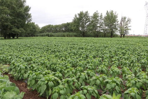 及時(shí)雨 緩解旱情與促進(jìn)農(nóng)作物生長(zhǎng)的有效助力