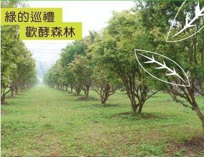 素食之光 一家酵素企業的獨特經營之道