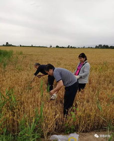 筑牢源頭防線，臨渭區扎實推進農產品產地土壤環境與水果種植安全監測